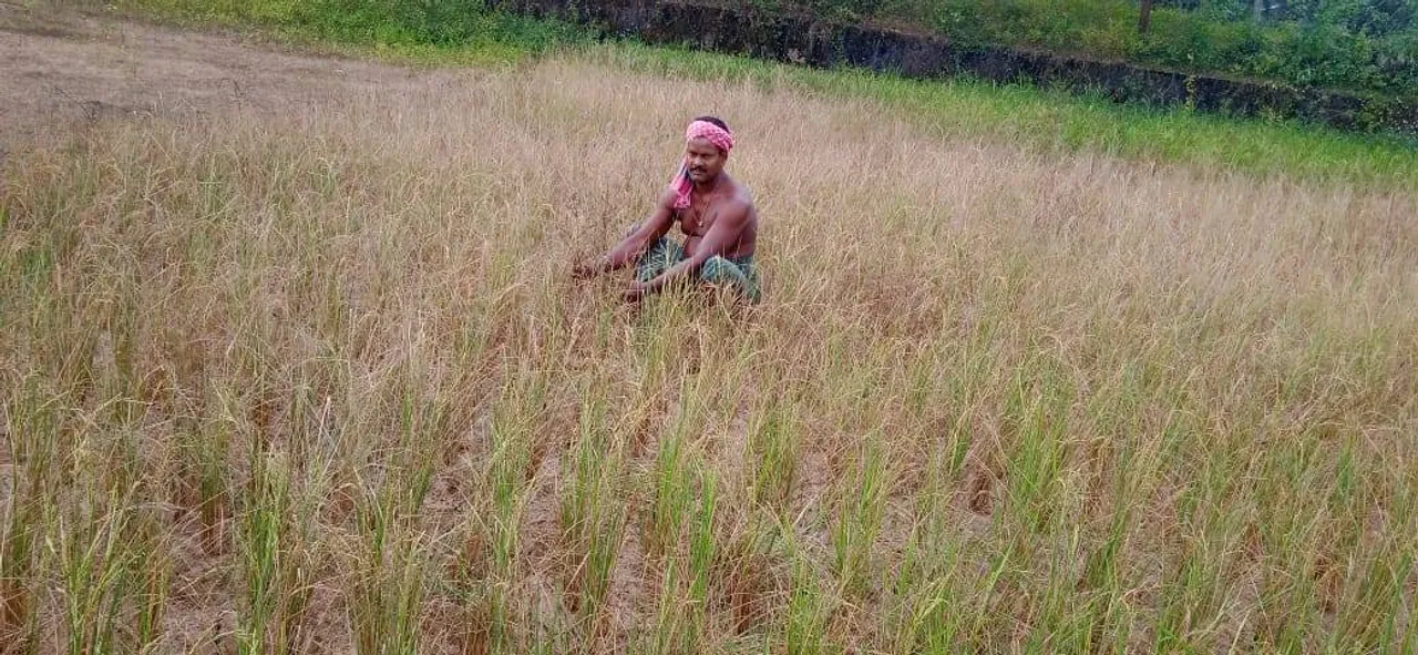  ଖୋର୍ଦ୍ଧାରେ ନିଅଣ୍ଟିଆ ବର୍ଷାଜନିତ ଧାନଫସଲ କ୍ଷତି: ଧାନକ୍ଷେତ ବର୍ଷାରୁ ବଞ୍ଚିତ, ଚାଷୀବୀମାରୁ ବଞ୍ଚିତ ହେବା ଆଶଙ୍କା!