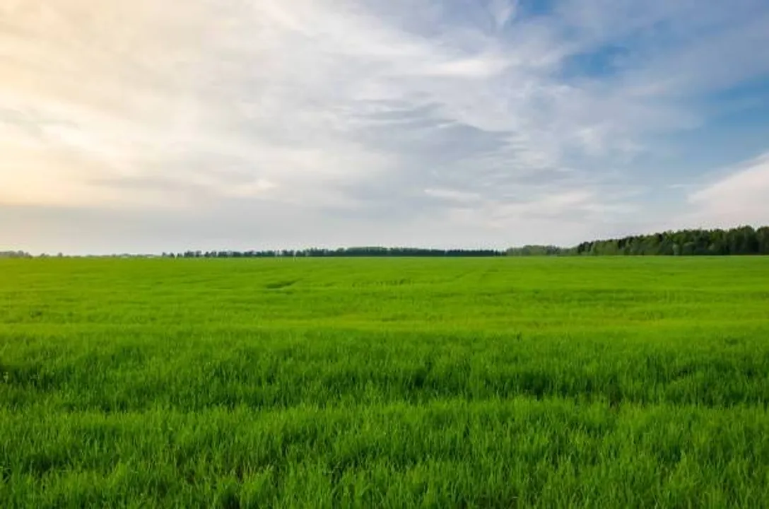  Green field with young wheat and sky with clouds 
