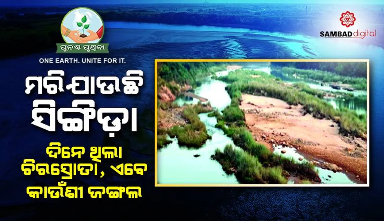  ପୁନଶ୍ଚ ପୃଥିବୀ: ମରିଯାଉଛି ‘ସିଙ୍ଗିଡ଼ା’, ଦିନେ ଥିଲା ଚି‌ର‌ସ୍ରୋତା, ‌ଏବେ କାଉଁଶୀ ଜଙ୍ଗଲ