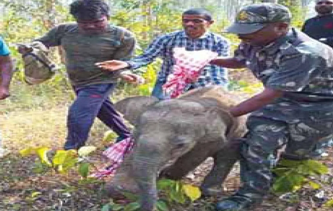  ଚିକିତ୍ସା ପାଇଁ ନନ୍ଦନକାନନ ଗଲା ହାତୀଛୁଆ