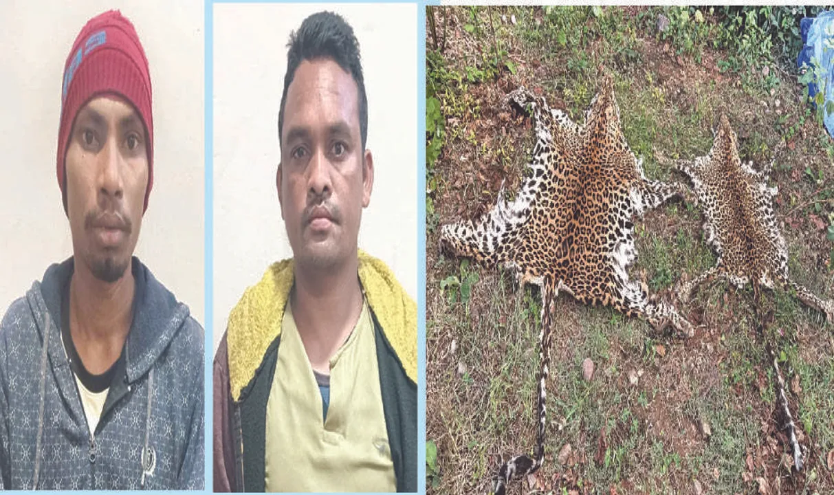  ଚାଲାଣ ପୂର୍ବରୁ ମାଡ଼ିବସିଲା ଏସ୍‌ଟିଏଫ୍‌: କଲରାପତରିଆ ଛାଲ ଜବତ, ୨ ଗିରଫ