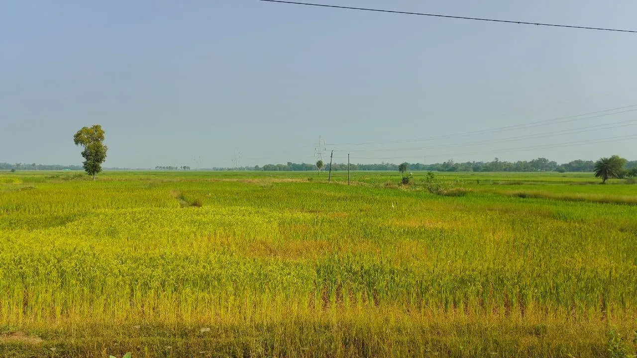  ବର୍ଷା ଅଭାବରୁ ମାଟି ଫାଟି ଆଁ; କ୍ଷେତରେ ମାଡୁଛି ଚକଡ଼ା, ଚାଷୀ ମୁଣ୍ଡରେ ଚଡ଼କ