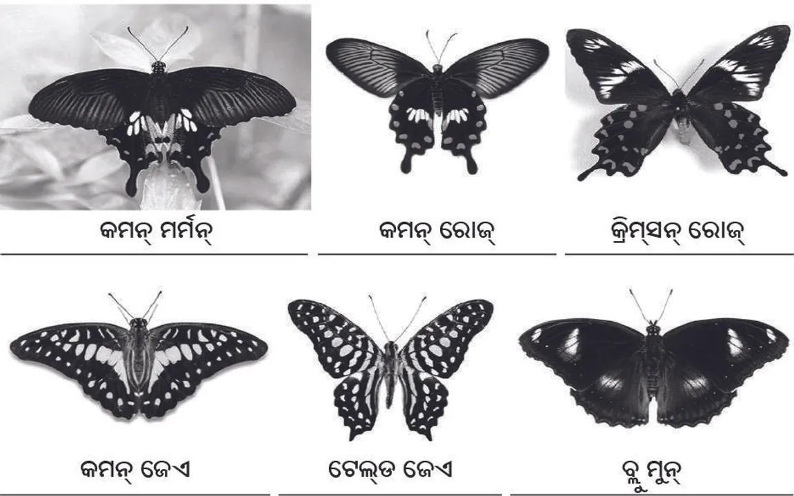  ପତଙ୍ଗପାଥି