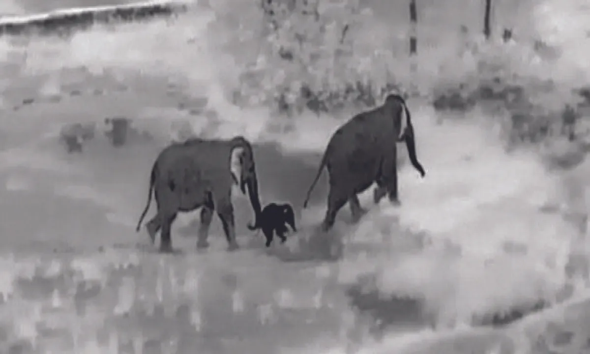  ଜଙ୍ଗଲରେ ବୁଲୁଛି ଅସୁସ୍ଥ ହାତୀଛୁଆ