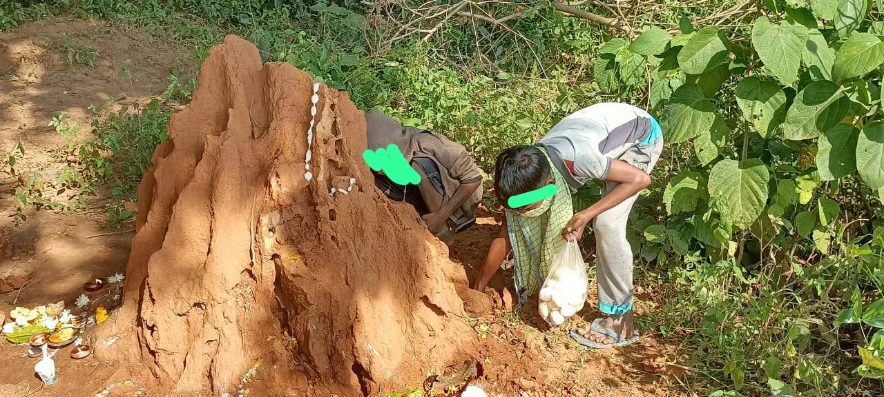  ତେଲୁଗୁ ପାଳିଲେ ନାଗଲୁ ଚଉତି : ଅଣ୍ଡା ପାଇଁ ଜୀବନକୁ ବିପଦରେ ପକାଉଛନ୍ତି ପିଲା