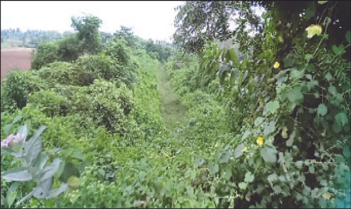  ସଫେଇ, ମରାମତିରେ କୋଟିକୋଟି ଖର୍ଚ୍ଚ ତଥାପି... ଶୁଖିଲା ପଡ଼ିଛି କେନାଲ, ବିଲ ଫାଟି ଆଁ