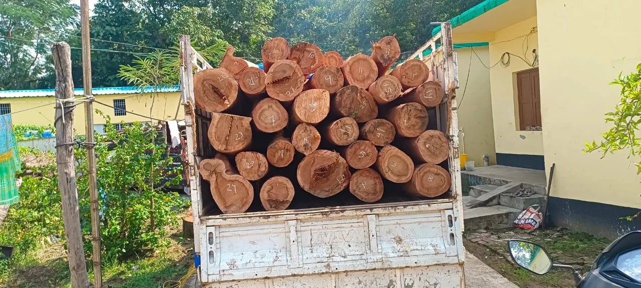  ଶାଳକାଠ ବୋଝେଇ ପିକଅପ୍ ଗାଡ଼ି ଜବତ