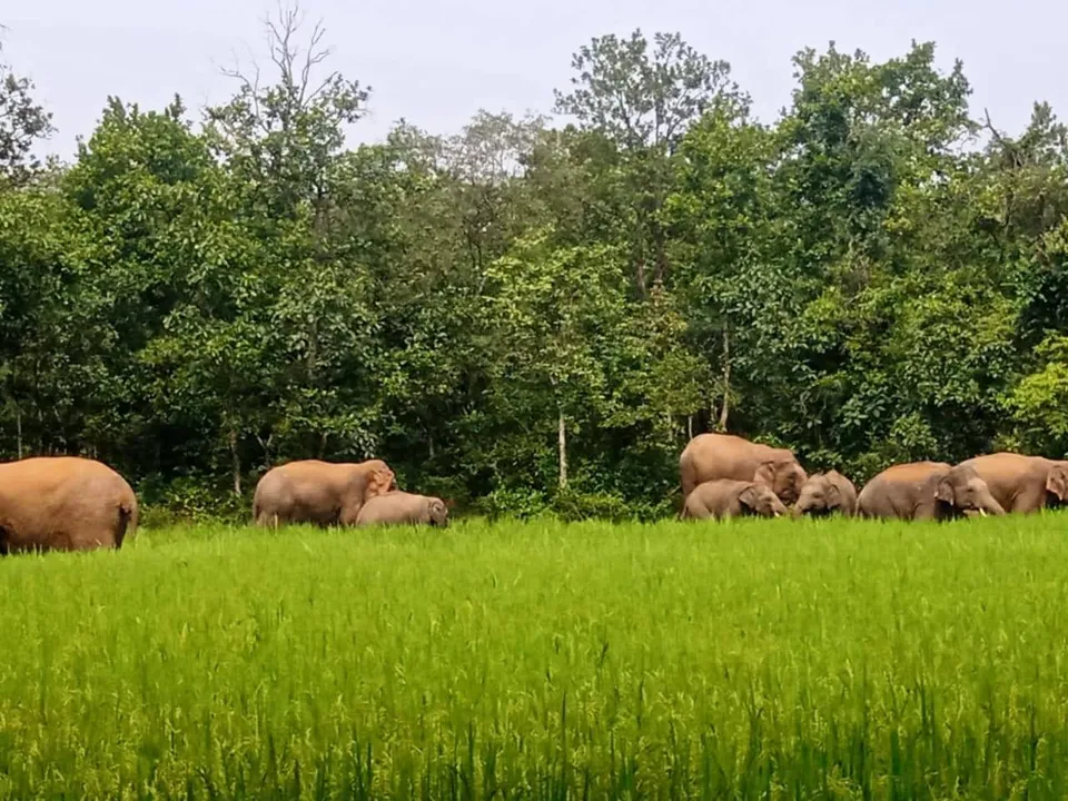  ଢେଙ୍କାନାଳରେ ୨୨ ଟିକିଆ ହାତୀପଲ: ଏକର ଏକର ଫସଲ ନଷ୍ଟ