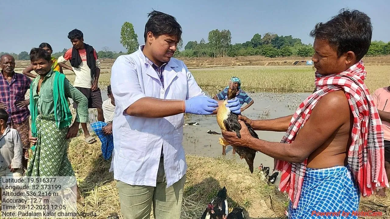  ଋଣ ଟଙ୍କାରେ ଫାର୍ମ କରିଥିଲେ ଚାଷୀ; ୫ ଘଣ୍ଟାରେ ୧୬ଟି ବତକଙ୍କ ମୃତ୍ୟୁ
