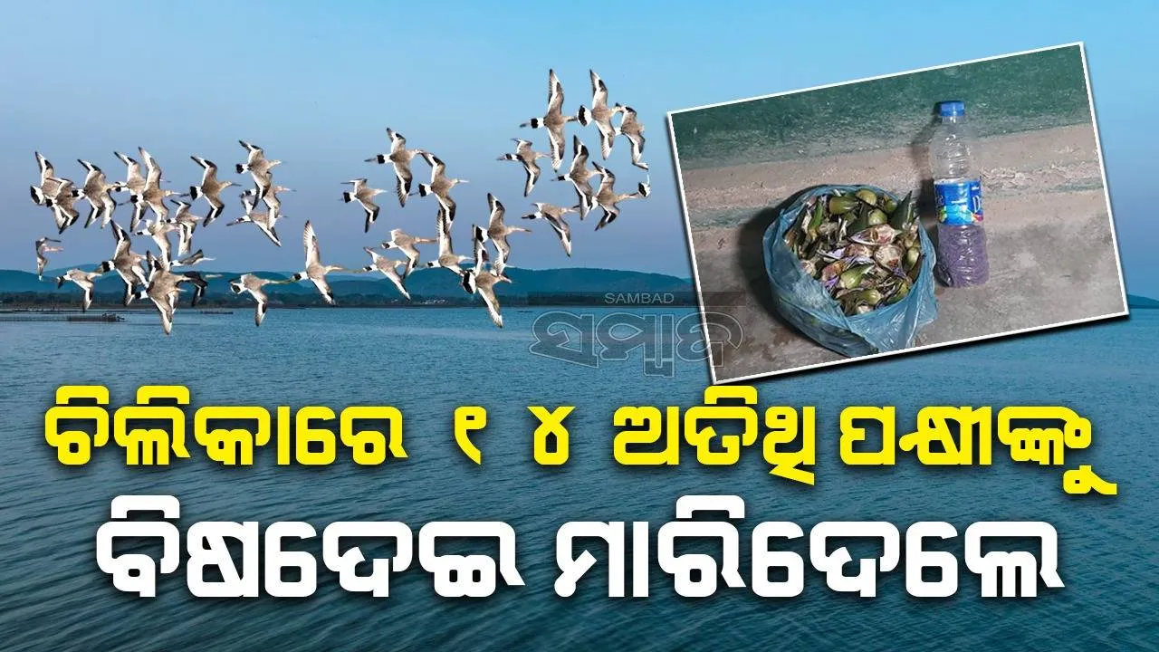  ଚିଲିକାରେ ୧୪ ବିଦେଶୀ ପକ୍ଷୀ ଶିକାର; ସ୍କୁଟି ଓ ମୋବାଇଲ ଜବତ, ଜଣେ ଶିକାରୀ ଗିରଫ