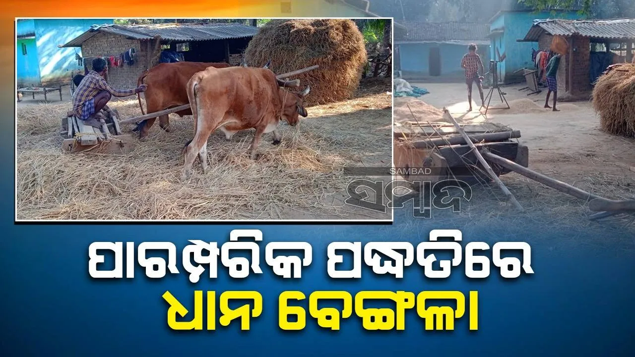  ଅଲୋଡ଼ା ହୋଇନି ପାରମ୍ପରିକ ପଦ୍ଧତି: ଧାନ ବେଙ୍ଗଳା ପାଇଁ କାଠଗଣ୍ଡି ବ୍ୟବହାର କରନ୍ତି ଚାଷୀ