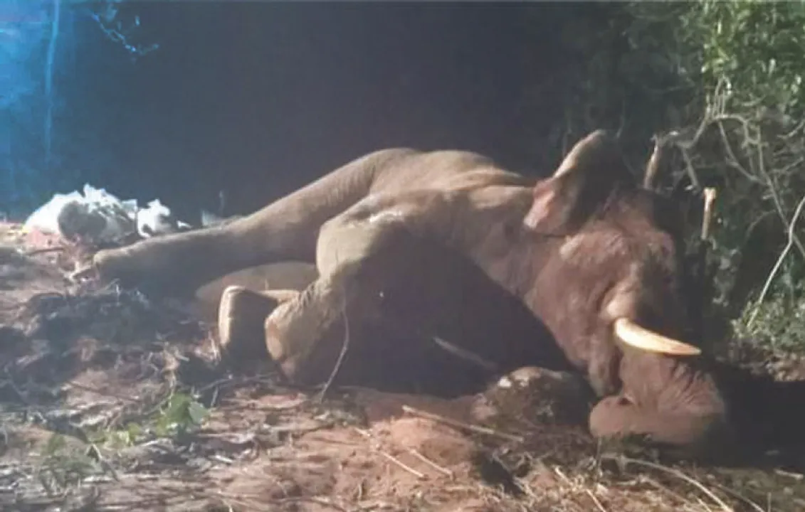  ଚିକିତ୍ସା ସତ୍ତ୍ବେ ଜୀବନ ସଂଗ୍ରାମରେ ହାରିଲା ଦନ୍ତା