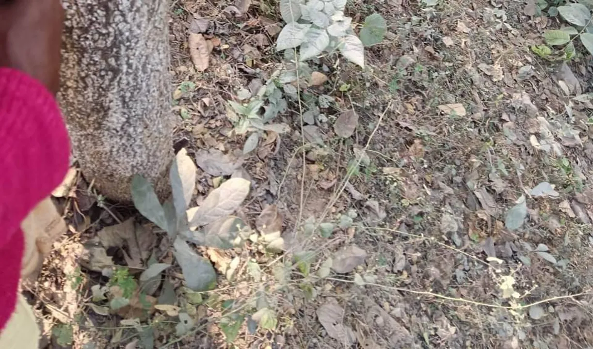  ଜଙ୍ଗଲରୁ ମହିଳାଙ୍କ ମୃତଦେହ ଉଦ୍ଧାର: ହତ୍ୟା ସନ୍ଦେହ