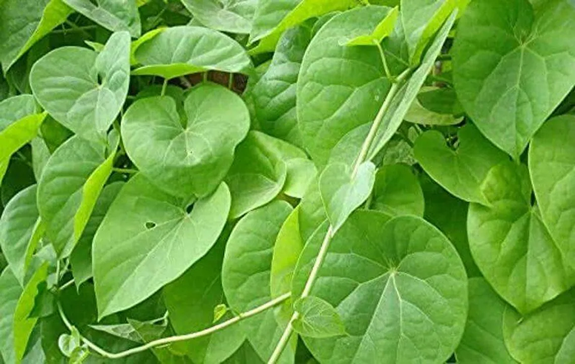 ଯକୃତ ରୋଗ ପାଇଁ ଗୁଳୁଚୀ ବ୍ୟବହାରକୁ ବ୍ରିଟେନ୍‌ର ମାନ୍ୟତା