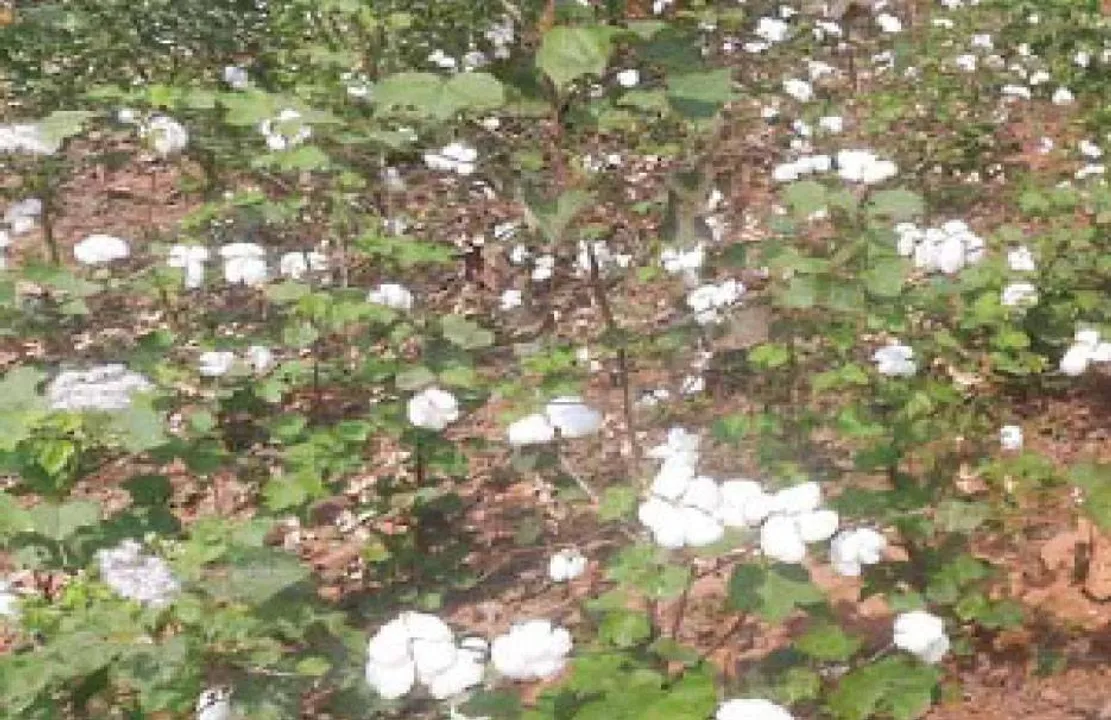  ଆନ୍ଧ୍ର ଦଲାଲଙ୍କ କବ୍‌ଜାରେ ଓଡ଼ିଶା ଜମି: କପା ଚାଷ କରି ହେଉଛନ୍ତି ମାଲେମାଲ