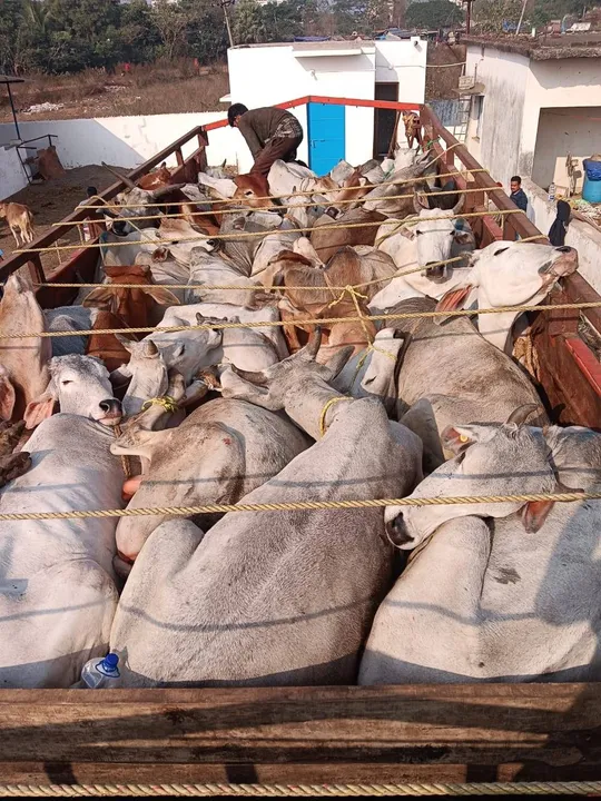  ଗୋରୁ ବୋଝେଇ ଗାଡ଼ି ଜବତ, ଚାଳକ ଓ ହେଲପର ଚମ୍ପଟ