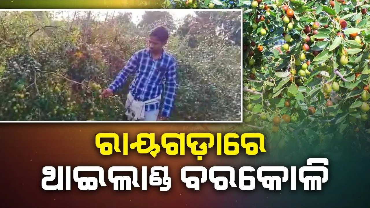  ୟୁଟ୍ୟୁବ ଦେଖି ବରକୋଳି ଚାଷ କରିଥିଲେ, ଲକ୍ଷାଧିକ ଟଙ୍କା ରୋଜଗାର କରୁଛନ୍ତି ଯୁବକ