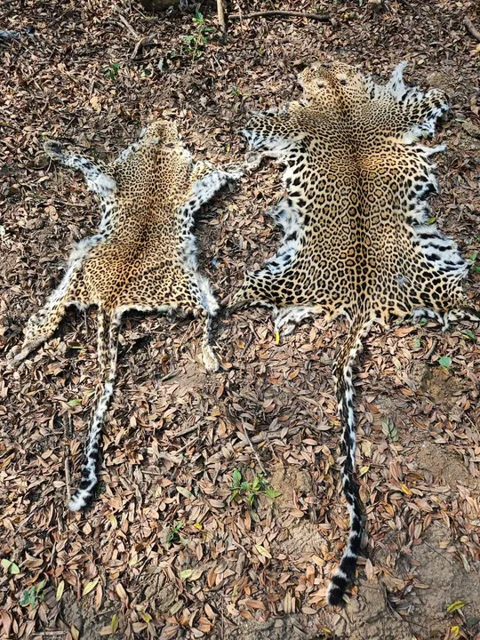  ଚିତାବାଘ ଛାଲ ଜବତ, ଜଣେ ଗିରଫ
