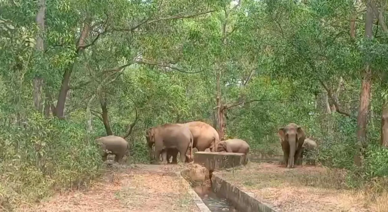  ପାଟଣା ଅଞ୍ଚଳରେ ହାତୀ ଉପଦ୍ରବ