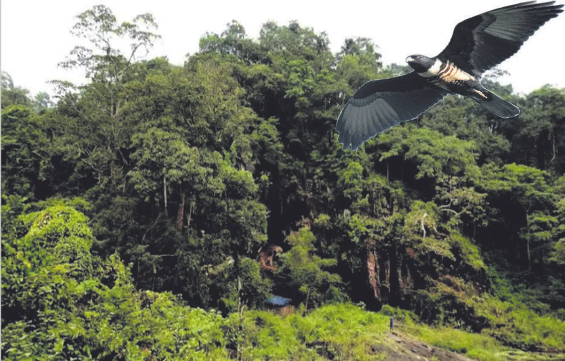  ଗୁପ୍ତେଶ୍ବର ଓ ଧୋନ୍ଦ୍ରାଖୋଲ: ଚତୁର୍ଥ ଜୈବବିବିଧ ଐତିହ୍ୟସ୍ଥଳ