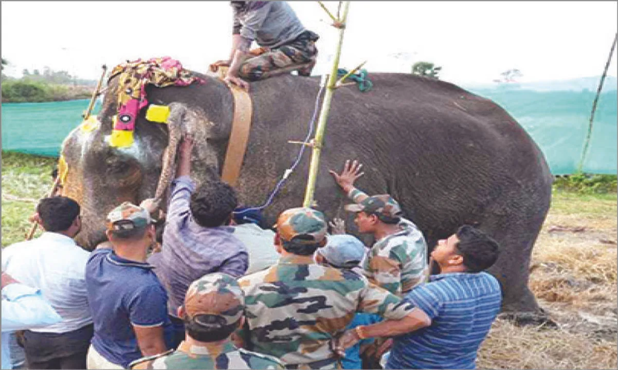  ଚିକିତ୍ସା ପରେ ଗୁଳିବିଦ୍ଧ ଦନ୍ତାକୁ ଛାଡ଼ିଲେ: ଗତିବିଧି ଅନୁଧ୍ୟାନ ପାଇଁ ଖଞ୍ଜିଲେ ରେଡିଓ କୋଲାର୍‌