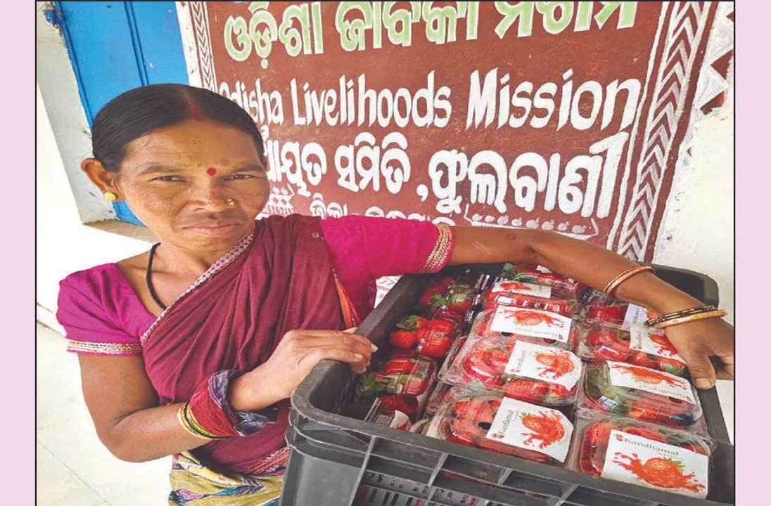  କନ୍ଧମାଳ: ହଳଦୀ ପରେ ଷ୍ଟ୍ରବେରି: ଦୈନିକ ୧ କ୍ବିଣ୍ଟାଲ ଉତ୍ପାଦିତ ହେଉଛି
