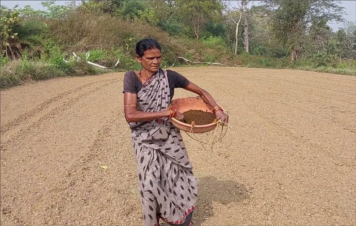  ୩.୪ ଲକ୍ଷ ହେକ୍ଟର ପଡ଼ିଆ ଜମିରେ ଡାଲି ଚାଷ, ୪ ସଂସ୍ଥା କରୁଛି ସହଯୋଗ