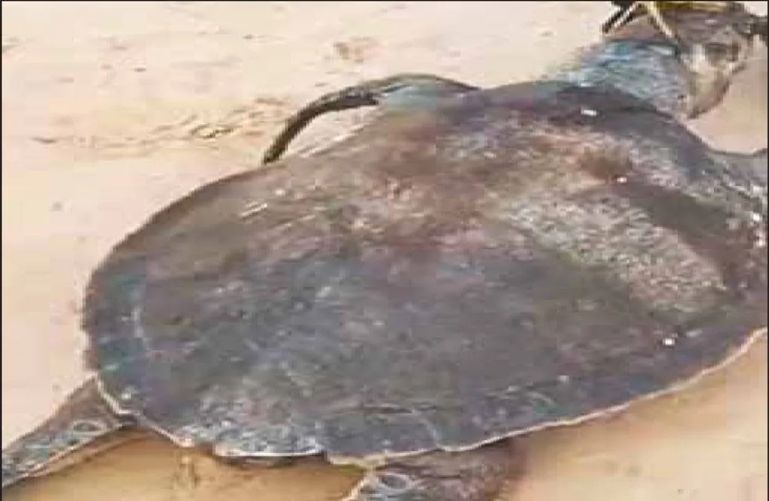  ପାରାଦୀପ ବେଳାଭୂମିରେ କୁଢ଼କୁଢ଼ ମୃତ କଇଁଛ: ସାରା ରାତି ପୋତା ଚାଲିଛି