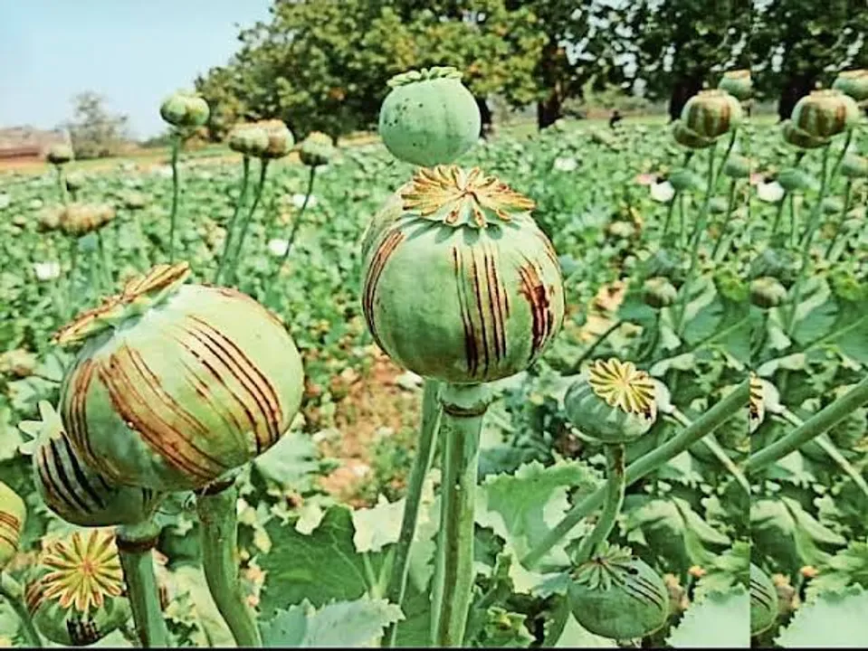  ସରଣ୍ଡାରେ ବେଧଡ଼କ ଚାଲିଛି ଅଫିମ ଚାଷ