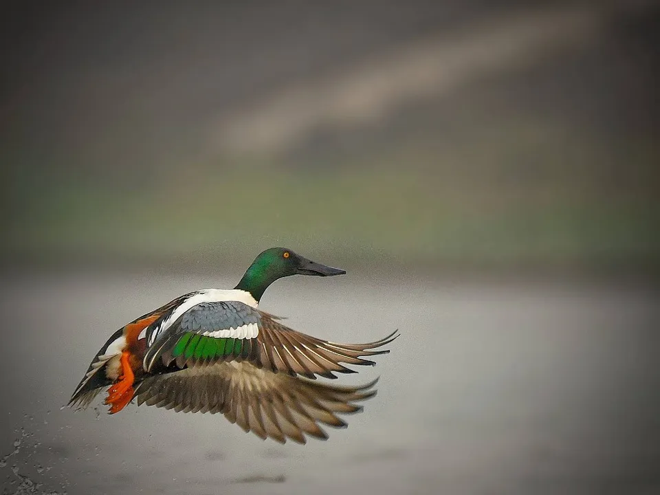  ମଙ୍ଗଳାଯୋଡ଼ିରେ ପ୍ରବାସୀ ବିହଙ୍ଗ ଅତିଥି