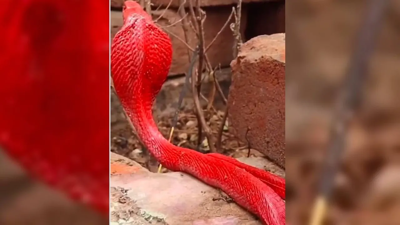  ଭାଇରାଲ ହେଉଛି ଲାଲ ରଙ୍ଗ ନାଗ ସାପର ଭିଡିଓ