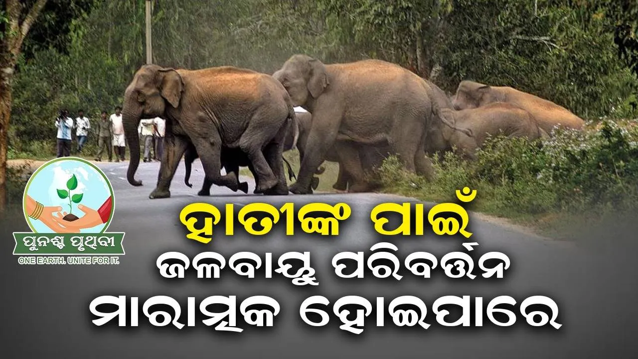  ହାତୀଙ୍କ ପାଇଁ ଜଳବାୟୁ ପରିବର୍ତ୍ତନ ମାରାତ୍ମକ ହୋଇପାରେ: ଅଧ୍ୟୟନ
