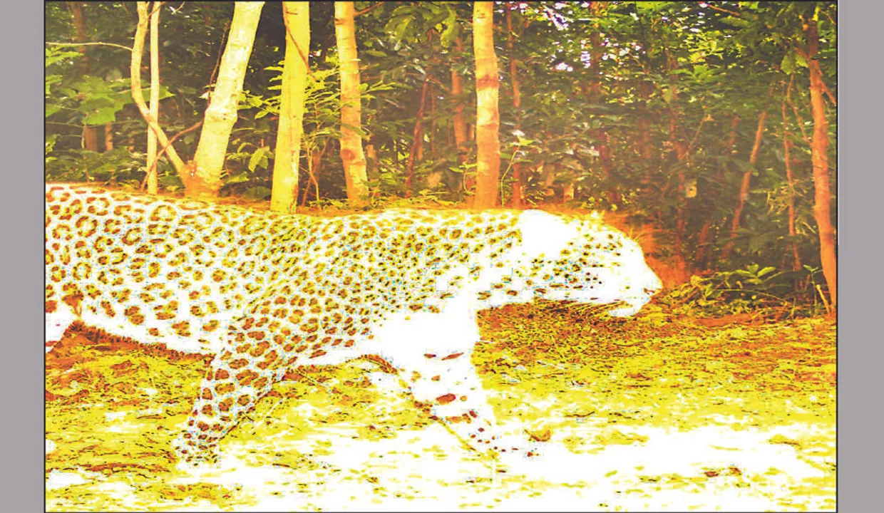  ନଗଡ଼ାରେ କଲରାପତରିଆ: ଟ୍ରାପ୍‌ କ୍ୟାମେରାରେ କଏଦ ହେଲା ଚିତ୍ର