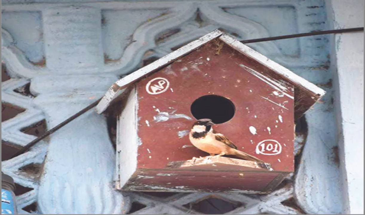  କଂକ୍ରିଟ୍ ଜଙ୍ଗଲ ଛଡ଼ାଇ ନେଇଛି ଘରଚଟିଆ ଘର