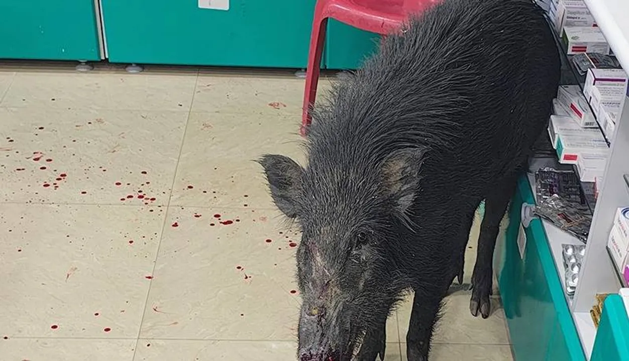  ଔଷଧ ଦୋକାନରେ ପଶିଗଲା ଜଙ୍ଗଲୀ ବାର୍‌ହା, ଉଦ୍ଧାର କଲା ବନ ବିଭାଗ