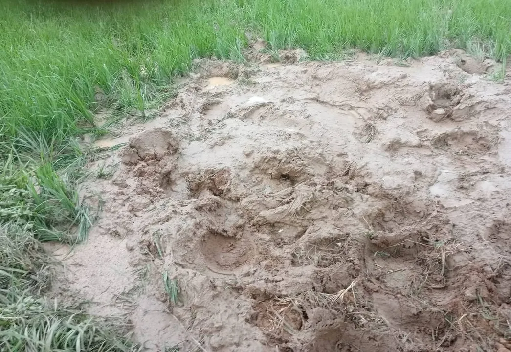  ରବିଧାନ ଫସଲ ନଷ୍ଟ କଲେ ହାତୀପଲ