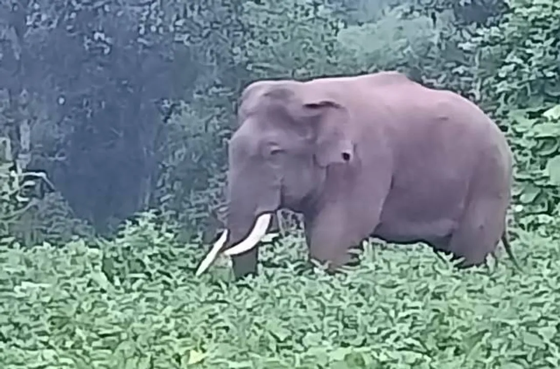  ବାଘୁଆତୋଟାରେ ହାତୀ: ଲୋକେ ଭୟଭୀତ