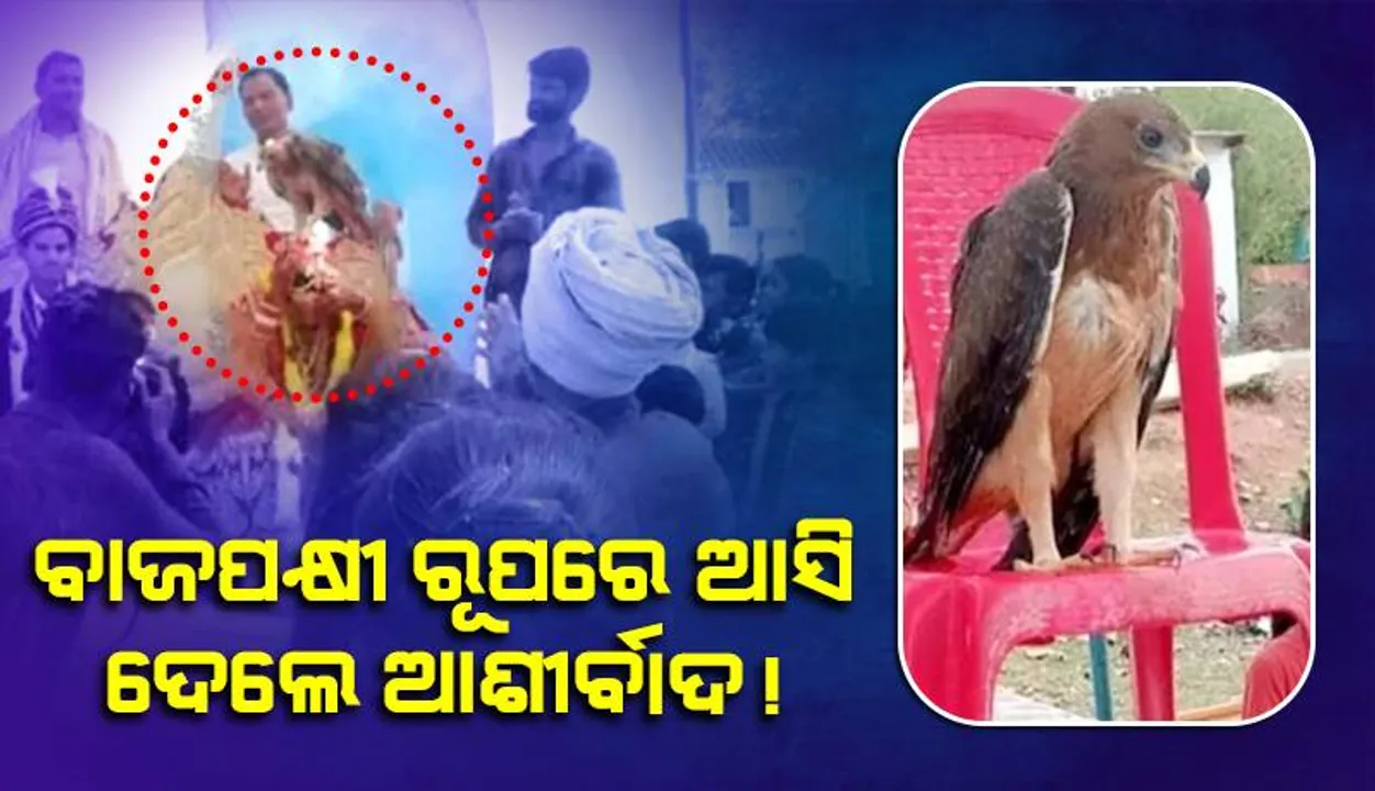  ଝିଅ ବିବାହର ତିନିଦିନ ପୂର୍ବରୁ ବାପାଙ୍କ ହେଲା ମୃତ୍ୟୁ, ବାଜପକ୍ଷୀ ରୂପରେ ଆସି ଦେଲେ ଆର୍ଶୀବାଦ: ଗ୍ରାମବାସୀ