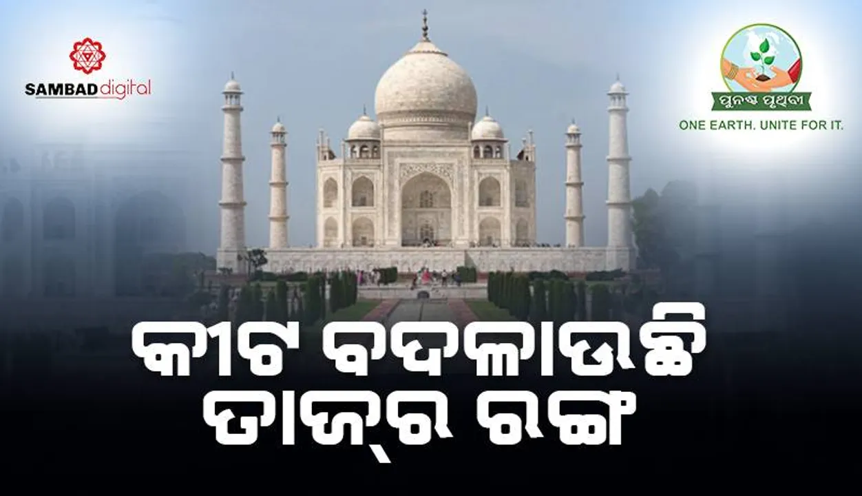  କୀଟ ବଦଳାଉଛି ତାଜ୍‌ର ରଙ୍ଗ