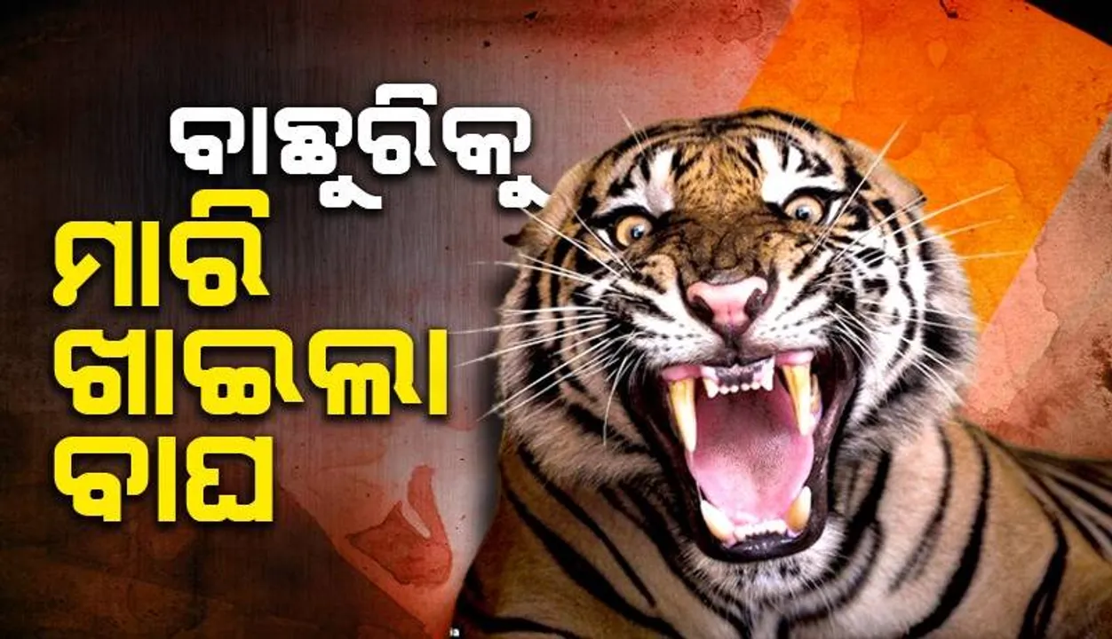  ନୂଆପଡ଼ାରେ ପୁଣି ବାଘ ଆତଙ୍କ! ବାଛୁରିକୁ ମାରି ଖାଇଲା