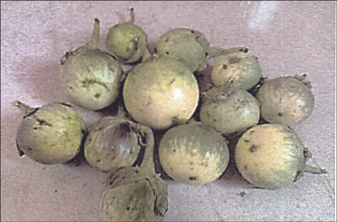  କଣ୍ଟେଇମୁଣ୍ଡି ବାଇଗଣକୁ ଜିଆଇ ଟ୍ୟାଗ୍‌ ସାର୍ଟିଫିକେଟ୍‌
