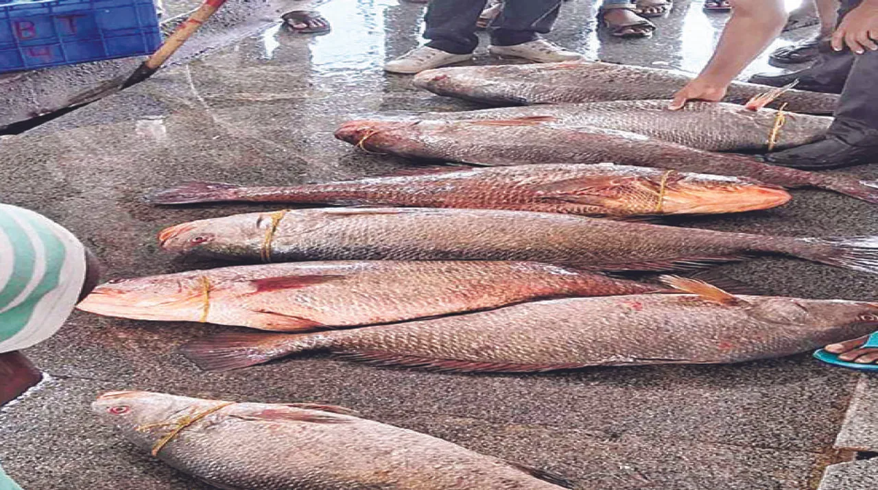  ପାରାଦୀପରୁ ଧରାହେଲା  ୧୯ ଲକ୍ଷ ଟଙ୍କାର ବୋରେଇ ମାଛ