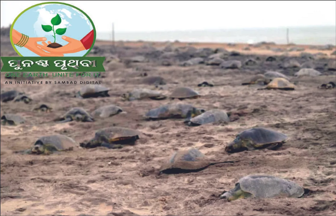  ଅଲିଭ୍‌ରିଡ୍‌ଲେଙ୍କ ଉପରେ ଜଳବାୟୁ ପରିବର୍ତ୍ତନ ପ୍ରଭାବ: ଅଣ୍ଡା ଦେଉଦେଉ ଛୁଆ