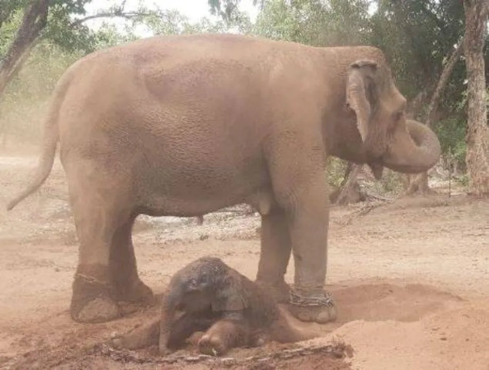  ୬୦ ବର୍ଷରେ ପଞ୍ଚମ ସନ୍ତାନକୁ ଜନ୍ମ ଦେଲା ଅନାରକଲି