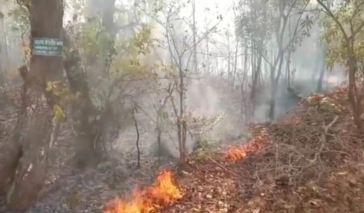  ଜଳୁଛି ଅଟେଇ, ରେବଣା ଜଙ୍ଗଲ