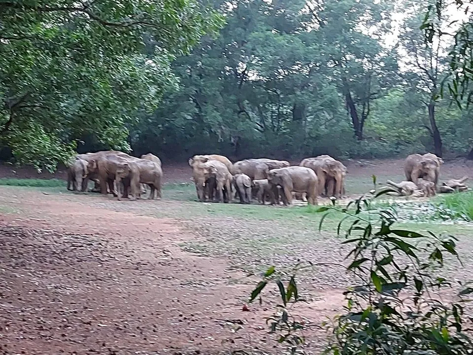  ରାସ୍ତାପାର୍ଶ୍ୱରେ ବୁଲୁଛନ୍ତି ୪୬ଟିକିଆ ହାତୀପଲ, ଦେଖିବାକୁ ଲୋକଙ୍କ ଭିଡ଼