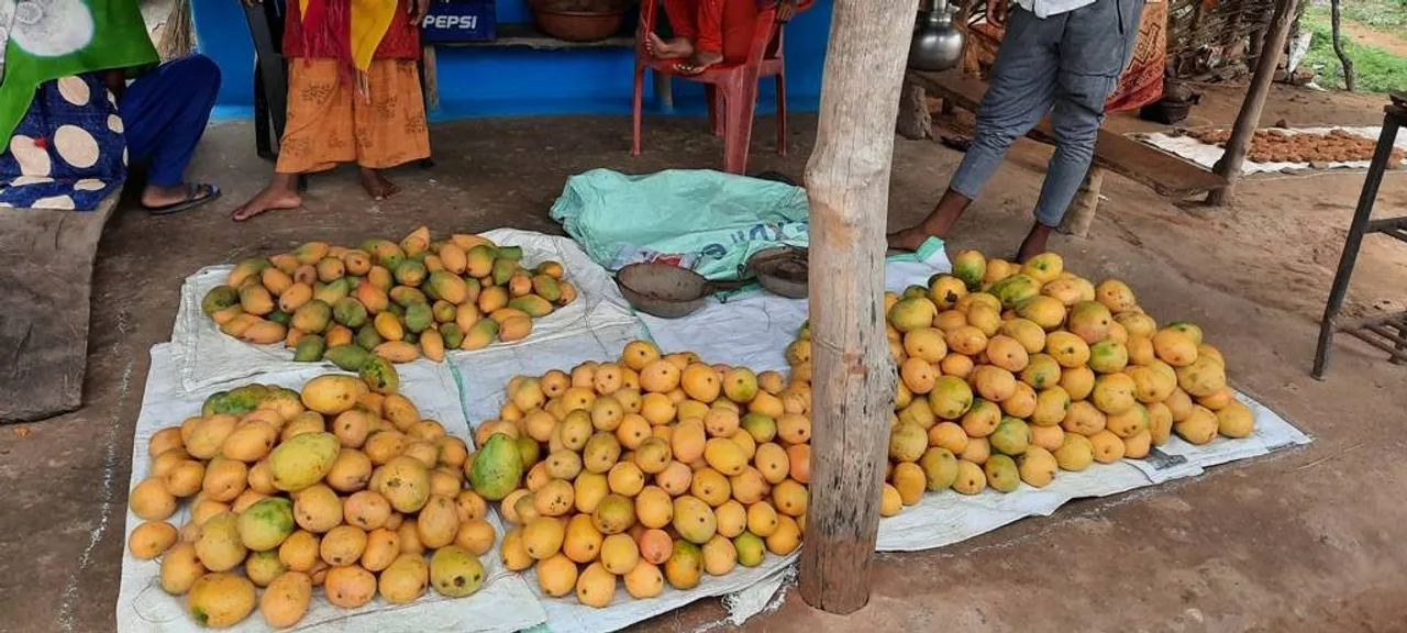  ଦାସରୀ ଓ ଆମ୍ରପଲ୍ଲୀ ଆମ୍ବ ଉତ୍ପାଦନ ହ୍ରାସ ପାଇଲା: ଆମ୍ବ ଚାଷ କରି ସ୍ବାବଲମ୍ବୀ ହୋଇଥିବା ଚାଷୀ ହତାଶ