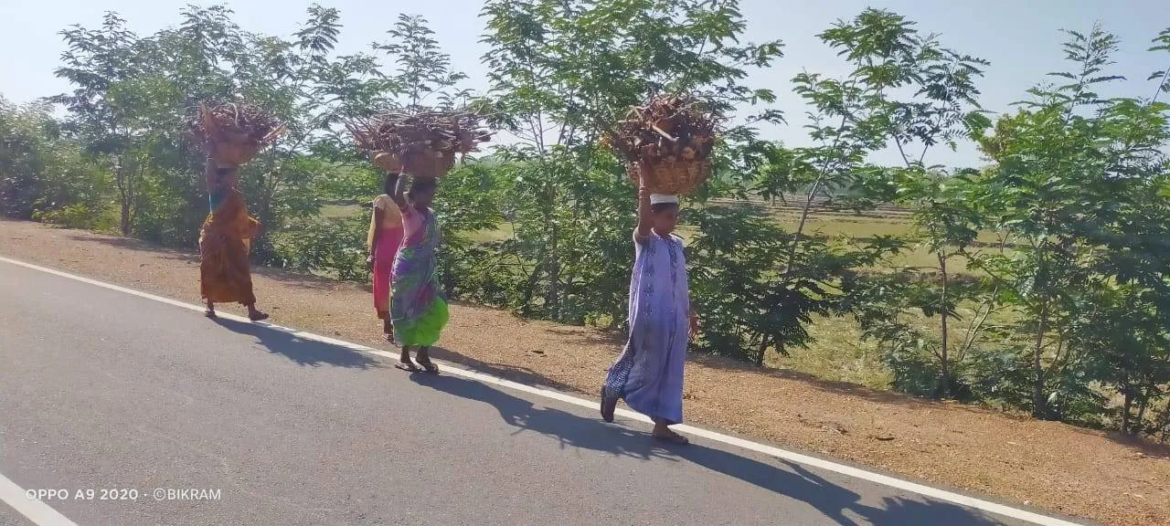  ମାଲକାନଗିରି ଜିଲ୍ଲାରେ ଉଜ୍ବଳା ଯୋଜନା ଫେଲ: ପୁଣି ଜଂଗଲ ଉପରେ ନିର୍ଭରଶୀଳ ହିତାଧିକାରୀ