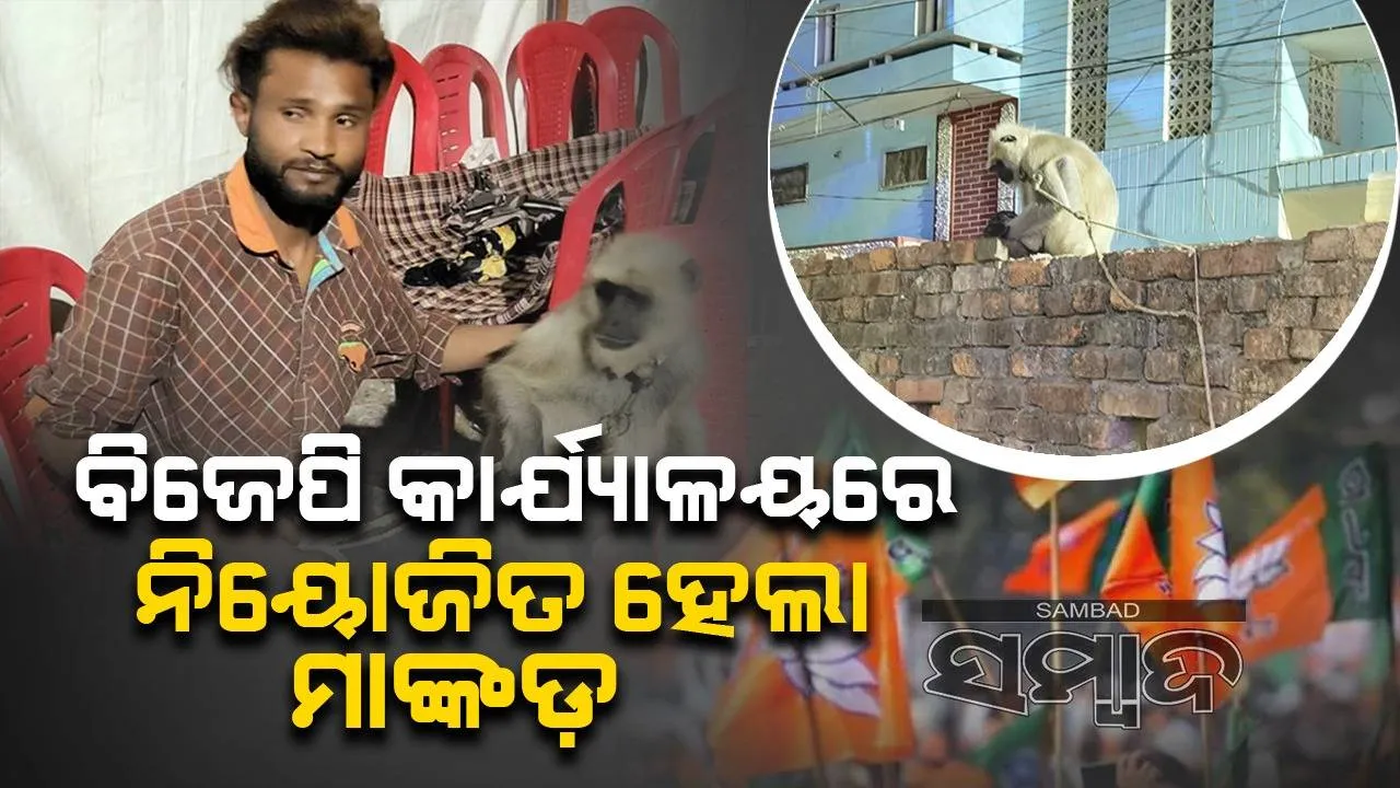  ବିଜେପି କାର୍ଯ୍ୟାଳୟରେ ନିୟୋଜିତ ହେଲା ମାଙ୍କଡ଼: ମାସକୁ ଦରମା ୩୦ହଜାର ଟଙ୍କା