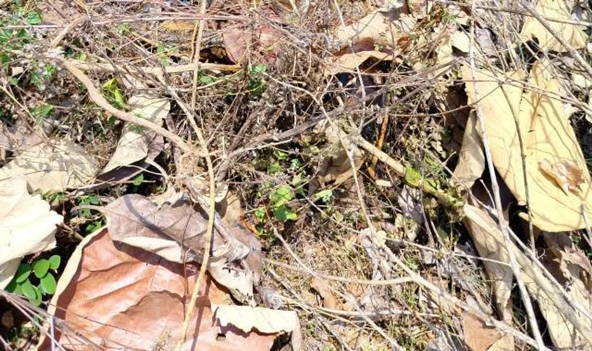  ଶାଗୁଆନ ବଣରୁ ବୃଦ୍ଧଙ୍କ କଙ୍କାଳ ଉଦ୍ଧାର